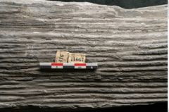 Foto (Detailansicht) von Sigillaria elongata Brongniart (NHMW-GEO-2024-0188-11067)